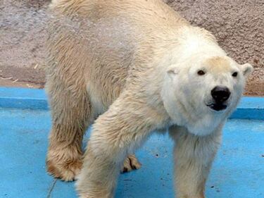 Morto Arturo, l'orso più triste del mondo 11