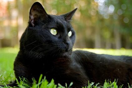 Gatto nero, foto 14