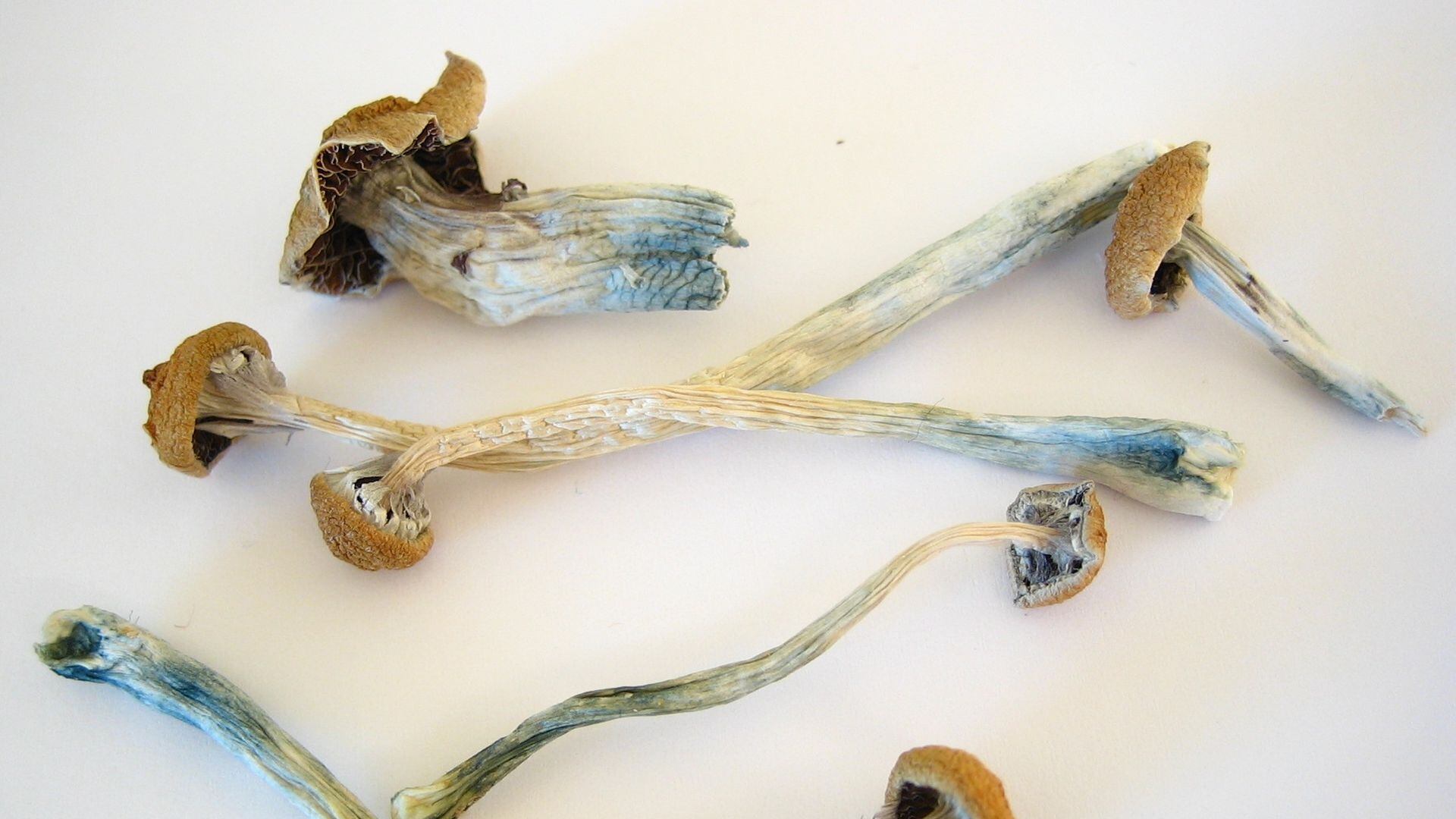 Principio attivo dei funghi allucinogeni aiuta a combattere la depressione