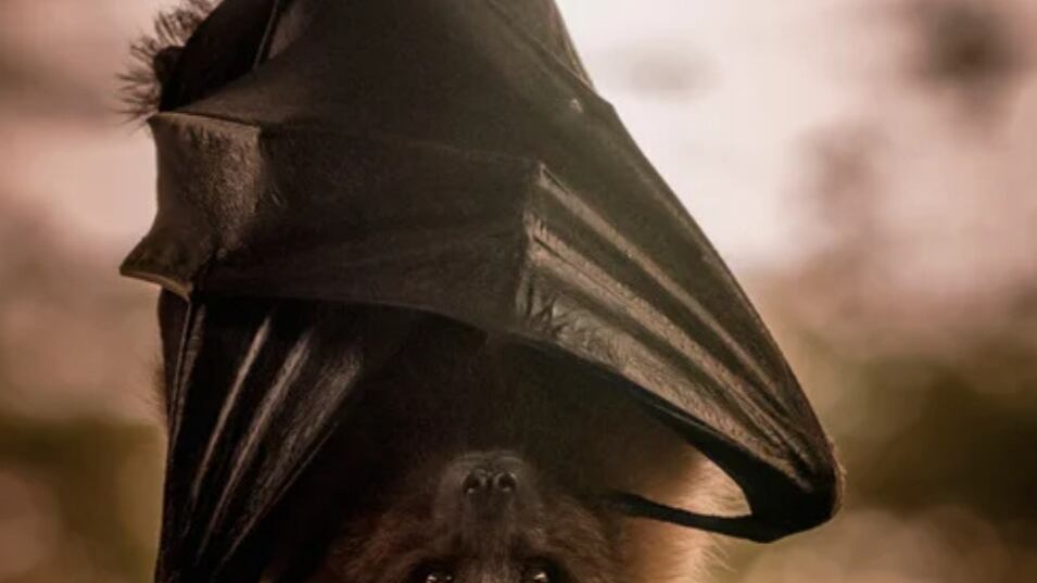 Australia e grande caldo, se i pipistrelli fanno la doccia
