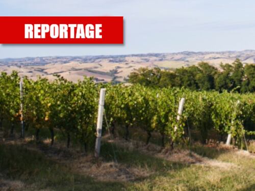 La mazzata sui vini italiani: così Bruxelles ci mette in ginocchio