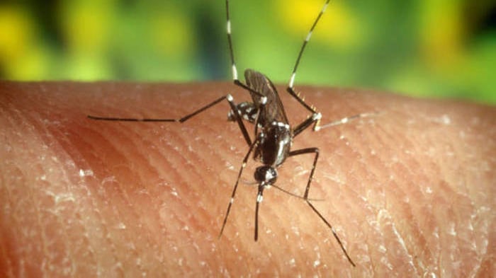 Trovate zanzare positive al "virus Usutu": ecco dove e cosa fare