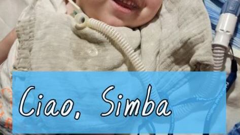 Intossicato col latte materno, Simba muore a soli tre anni