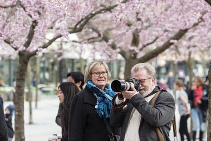 Gli alberi di ciliegio in fiore al Giardino del re a Stoccolma 4