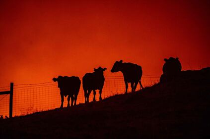 Inferno di fuoco in California 6