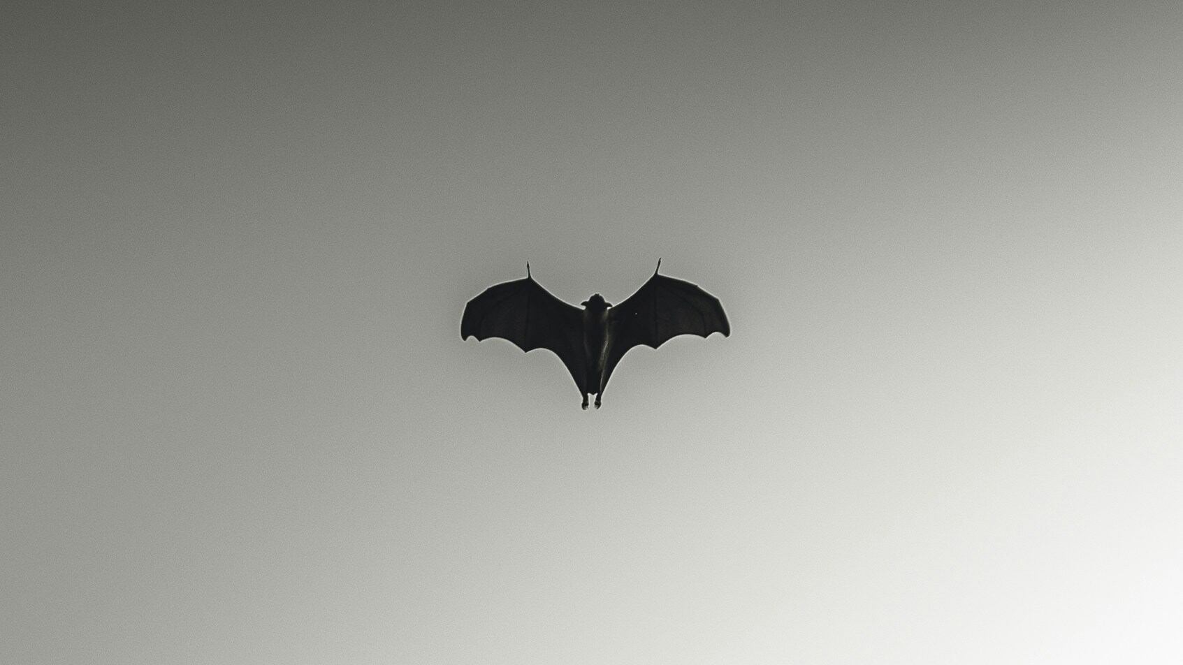 Pipistrelli, topi e scimmie: se la natura vuole farci fuori
