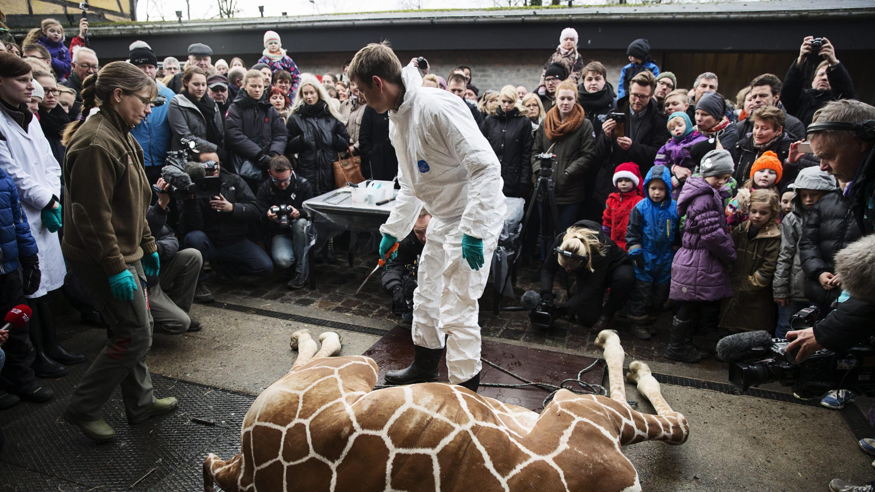 La saga horror dei Marius. Un'altra giraffa sul patibolo