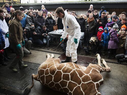 L'ultima attrazione dello zoo? Uccidere una giraffa in pubblico
