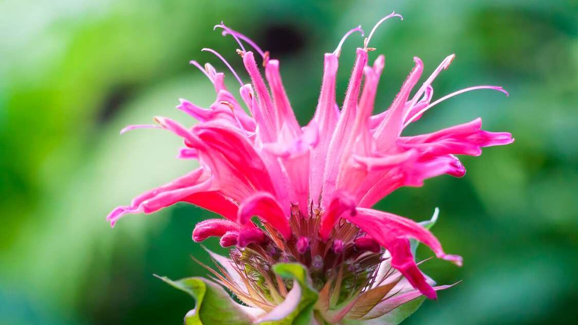 Monarda Didyma L., l'estratto rallenta l'invecchiamento biologico