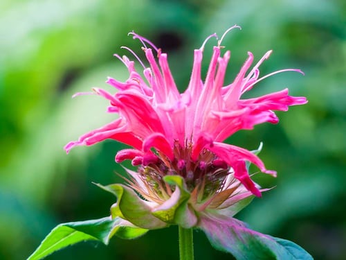Monarda Didyma L., l'estratto rallenta l'invecchiamento biologico