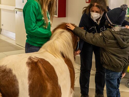 Il pony Arturo dell'associazione Progetto Islander all'ospedale Gaslini