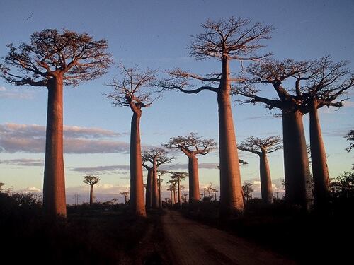 Salta la vacanza in Madagascar, truffati da falso tour operator
