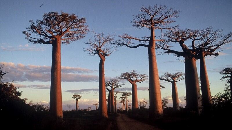 Salta la vacanza in Madagascar, truffati da falso tour operator