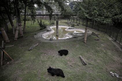 Gli orsi della Luna, salvati dall'Animal Asia Foundation 2