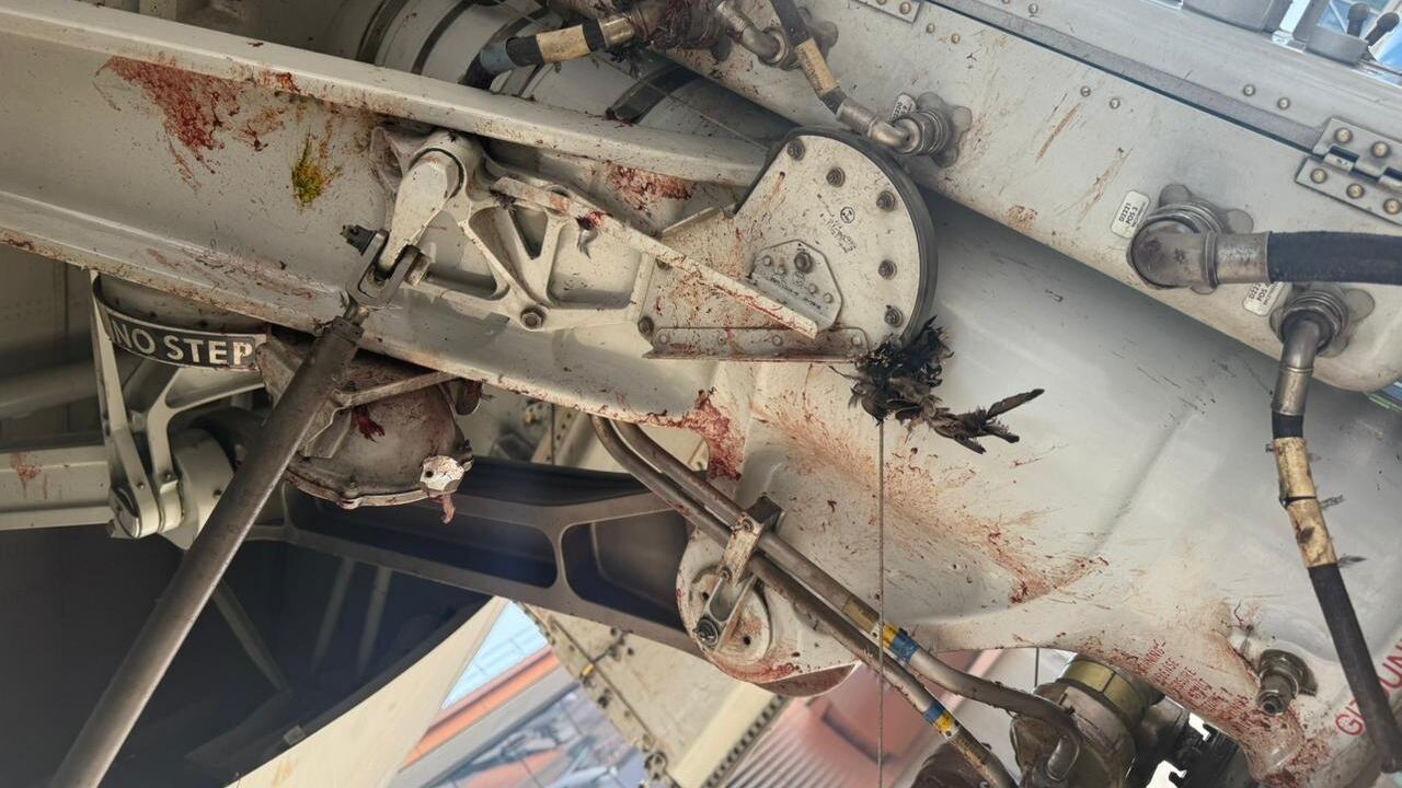 Aereo investito da uno stormo di uccelli, paura durante il decollo: le immagini choc