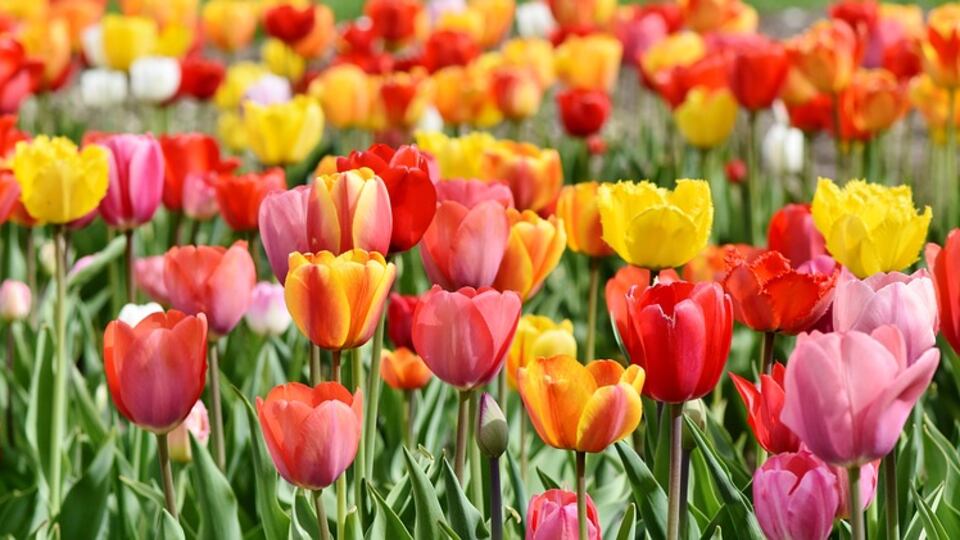 Come si cucinano e si mangiano i fiori