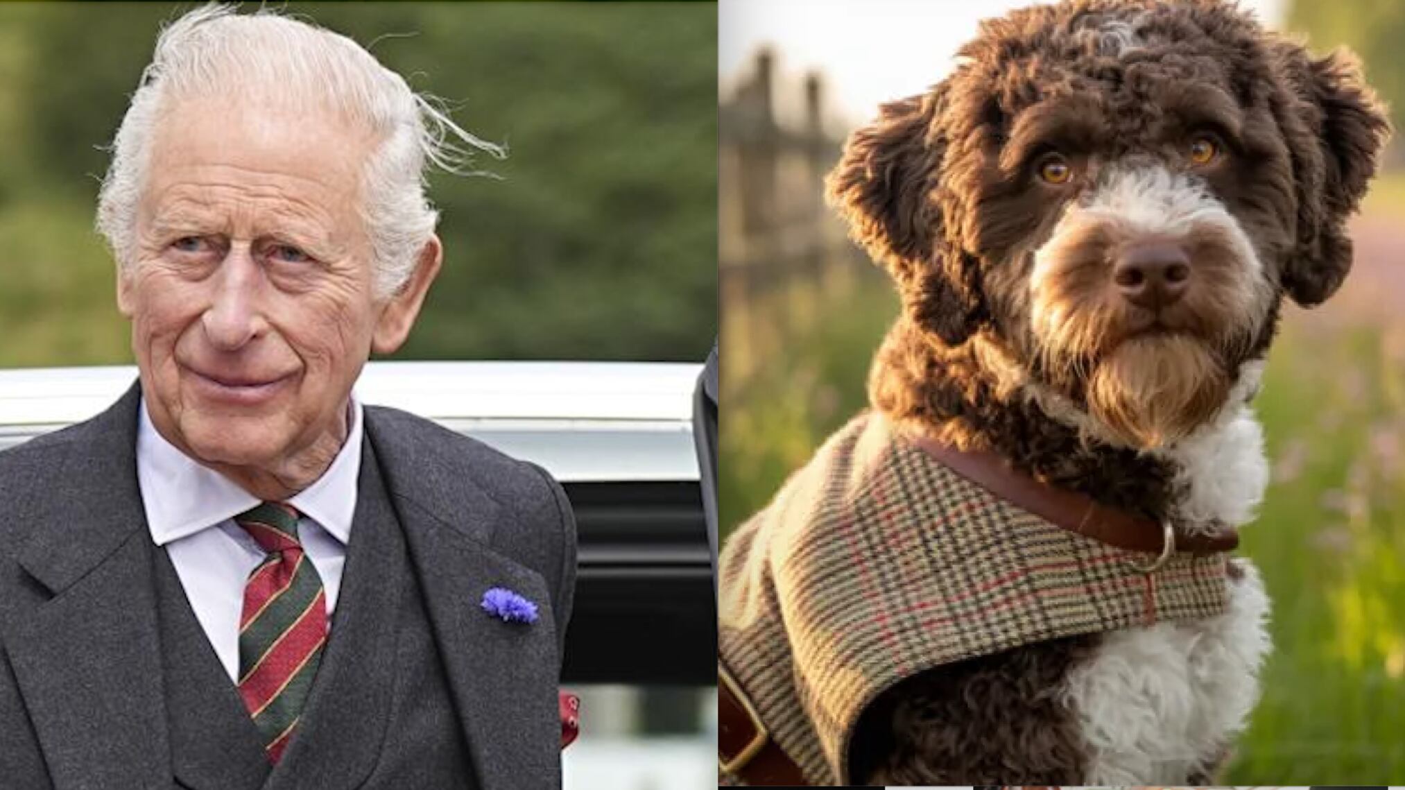 Re Carlo lancia i cappotti in tweed per cani. Ecco quanto costano