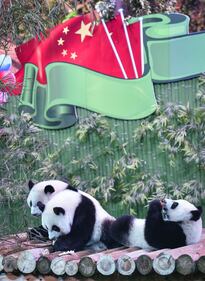 Il parco di Chimelong mette in mostra i panda 3