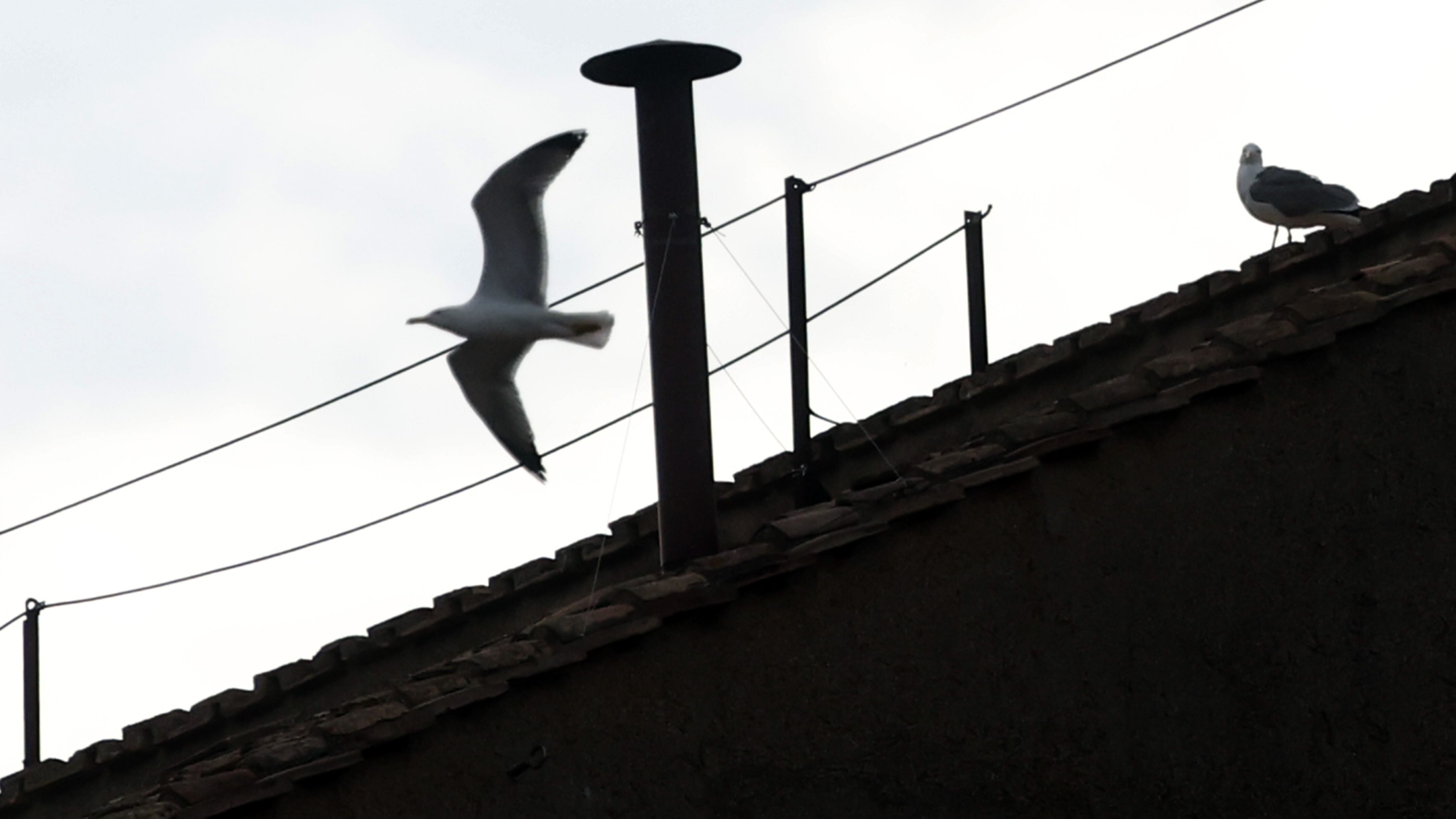 Sul comignolo della Cappella Sistina torna il "gabbiano del Conclave"