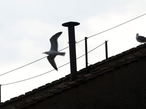 Sul comignolo della Cappella Sistina torna il "gabbiano del Conclave"
