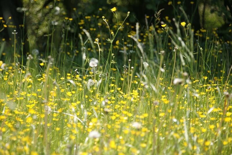 È scoppiata la pollinosi: cos’è e come si interviene