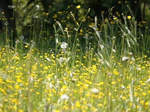 È scoppiata la pollinosi: cos’è e come si interviene