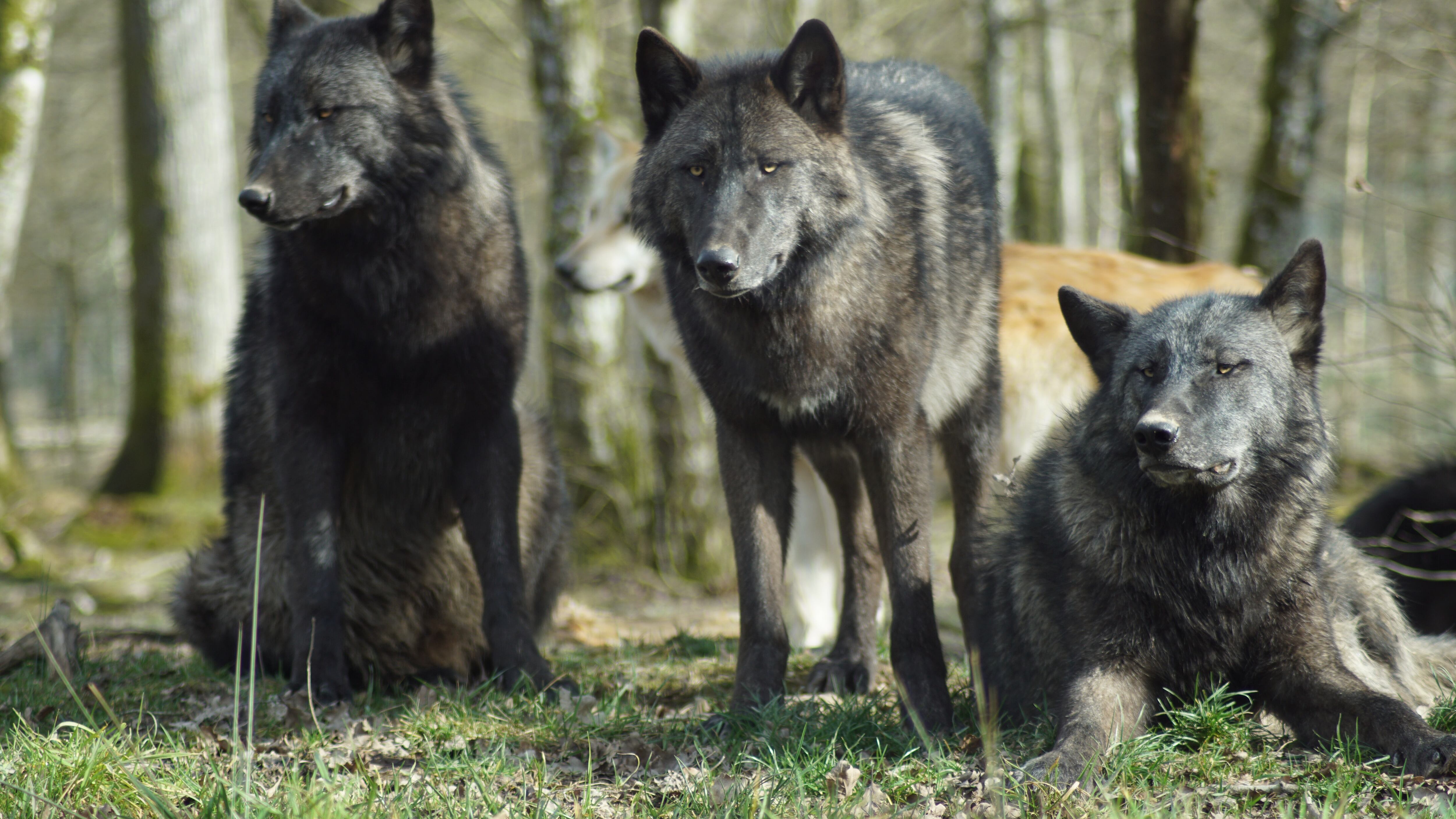 Due lupi nel mirino di Fugatti. Ma gli animalisti insorgono