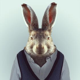Avete mai visto animali vestiti da esseri umani? 19