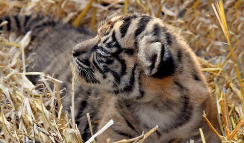 La cucciola di tigre di Sumatra nata al Bioparco 1