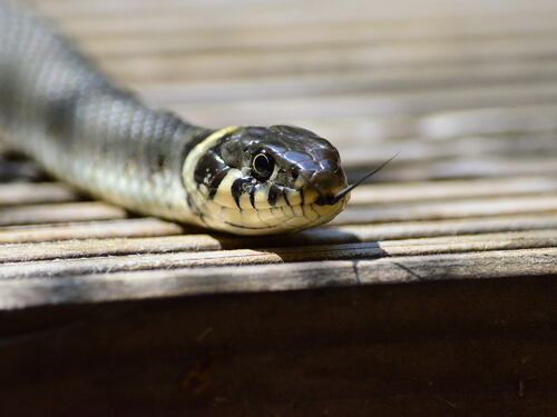 Una fiaba per parlare "la lingua dei serpenti"
