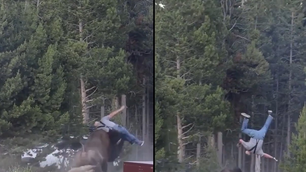 Paura al parco di Yellowstone, bisonte carica un turista e lo scaraventa a 2,5 metri di altezza