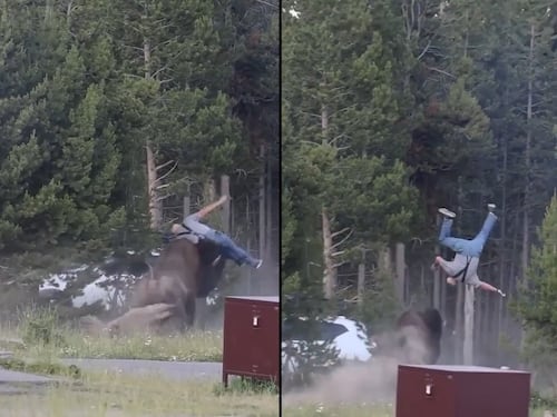 Paura al parco di Yellowstone, bisonte carica un turista e lo scaraventa a 2,5 metri di altezza