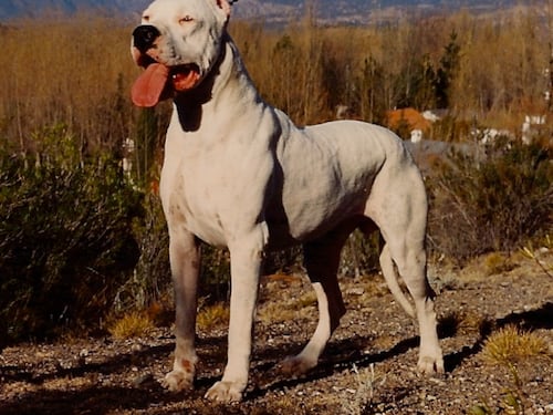 Catania, bimbo sbranato dal cane: la madre patteggia pena di 18 mesi