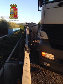Perugia, toro in strada: statale bloccata 4