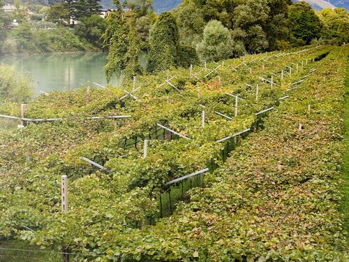Roeno, un Riesling in stile Mosella
