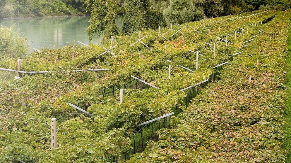 Roeno, un Riesling in stile Mosella