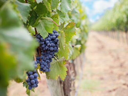 Viti a piede franco: ecco come si coltiva l'uva in Sardegna