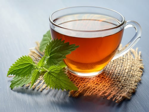 Tisana all'alloro, perché fa bene a corpo e mente: ecco tutti i benefici