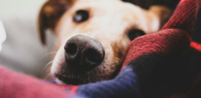 Cane