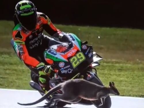 Andrea Iannone rischia grosso in gara: un canguro gli taglia la strada