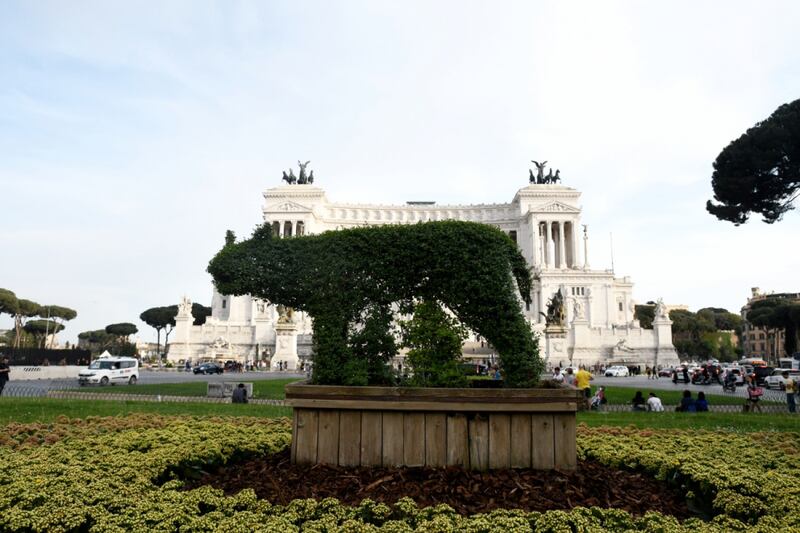 A Roma la siepe "a forma di lupa"... che sembra un'orsa 1