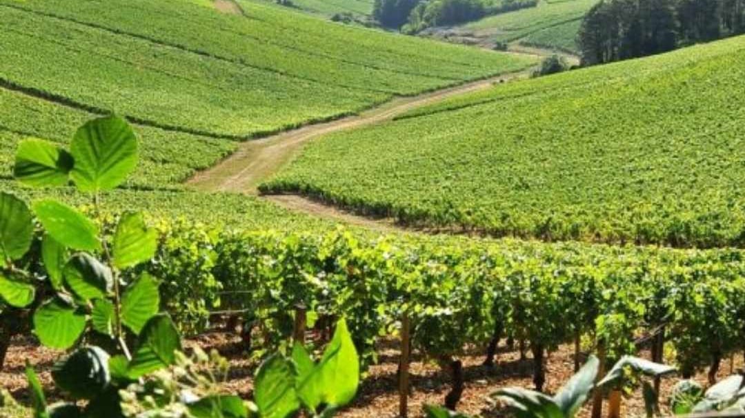 Séguinot-Bordet, la storia dello Chablis