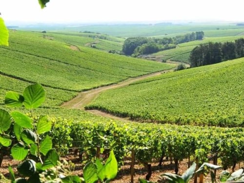 Séguinot-Bordet, la storia dello Chablis