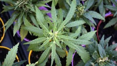 Carne coltivata, green Pil, cannabis: le strambe proposte dei "grillini" di Nova