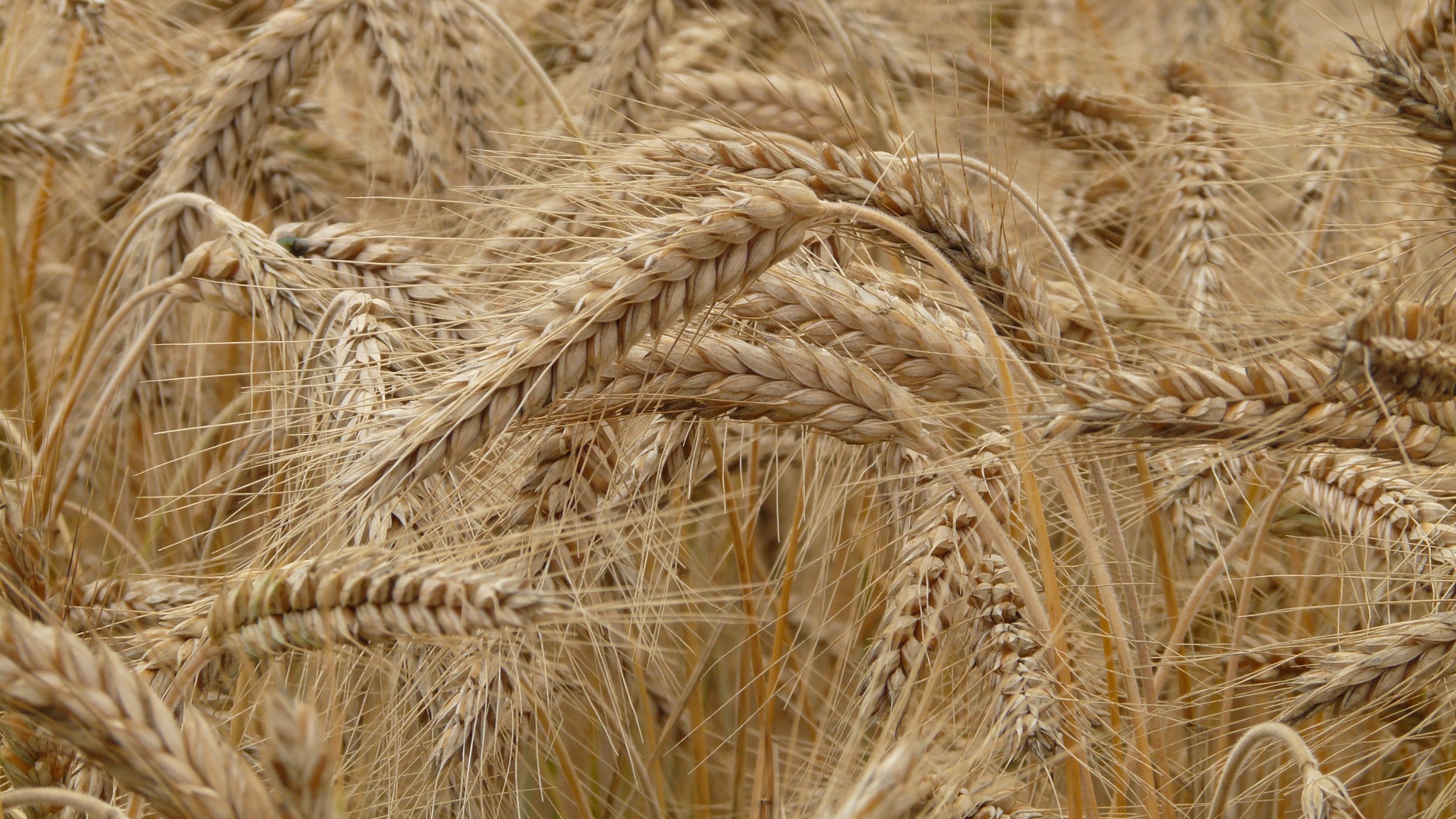 Speculazione e prezzi alle stelle, il grido degli agricoltori: "L'Ue faccia di più"