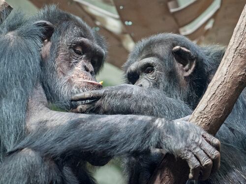 Attimi di vita quotidiana nello zoo