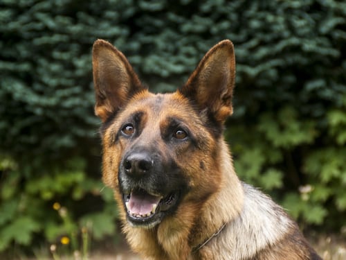 Cani anti-Covid fiuteranno le mascherine dei ragazzi