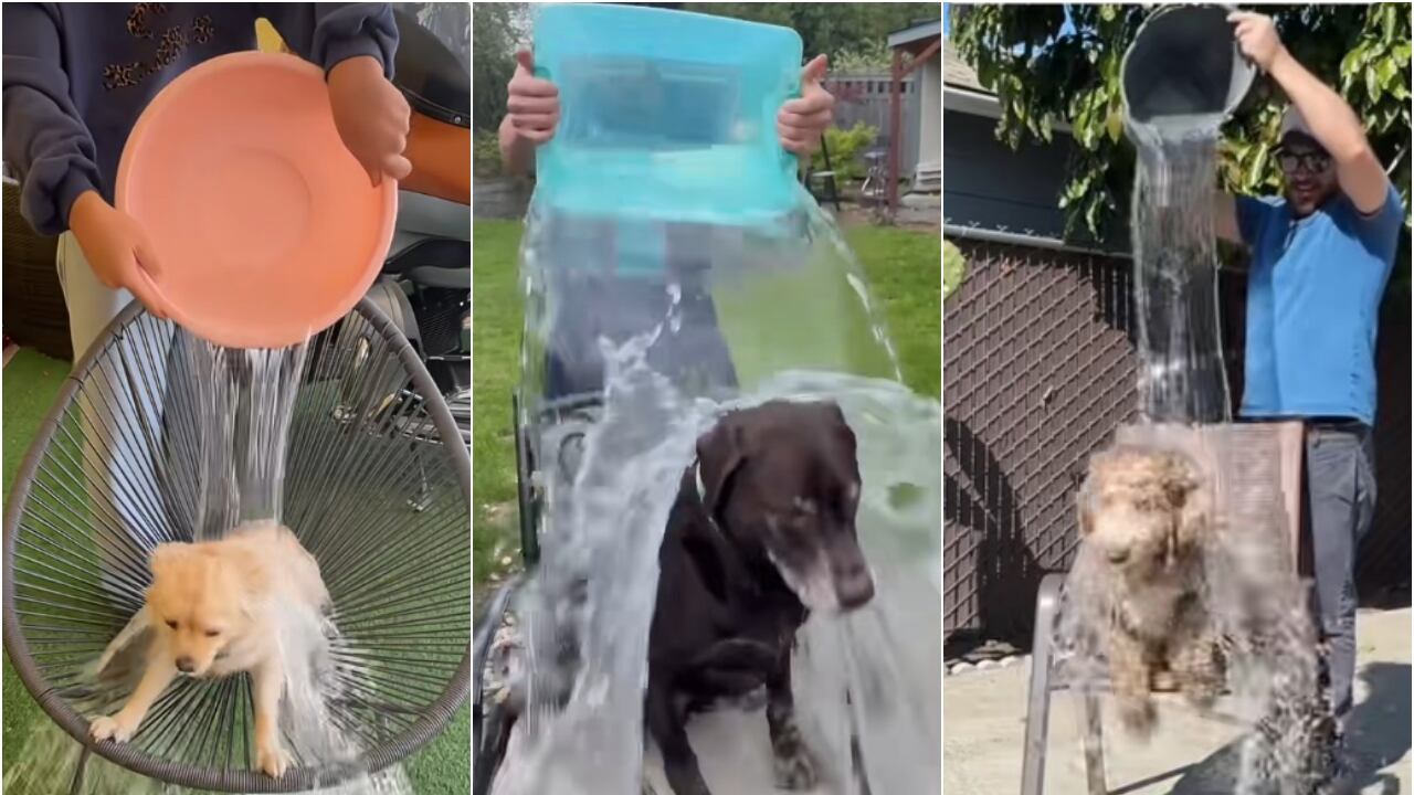 Follia social: l'Ice Bucket Challenge pure sui cani