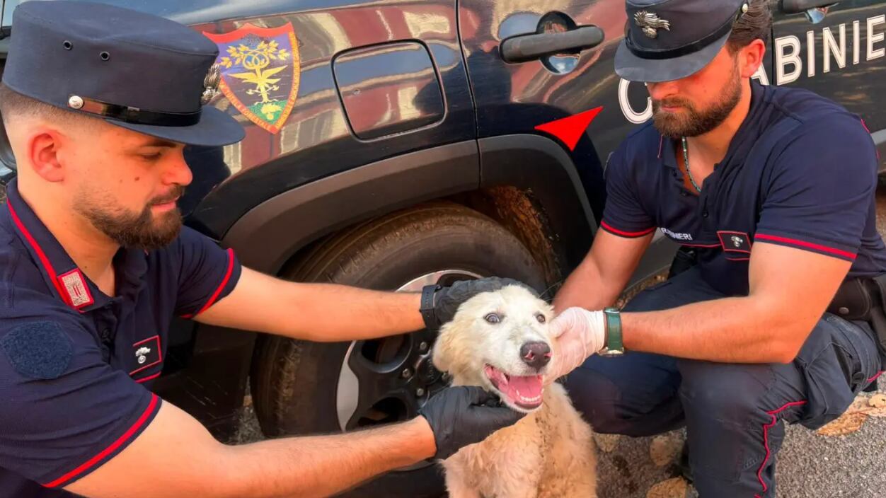Il video choc contro l'abbandono degli animali: un cucciolo lasciato in strada insieme ai rifiuti