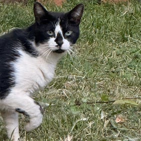 La colonia felina nel palazzo sforzesco di Milano 19